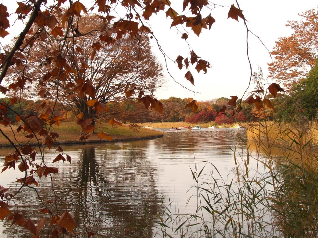 昭和記念公園　