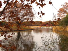 昭和記念公園　