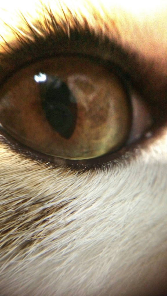 女猫