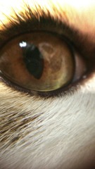 女猫