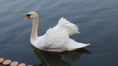 白鳥の眼差し