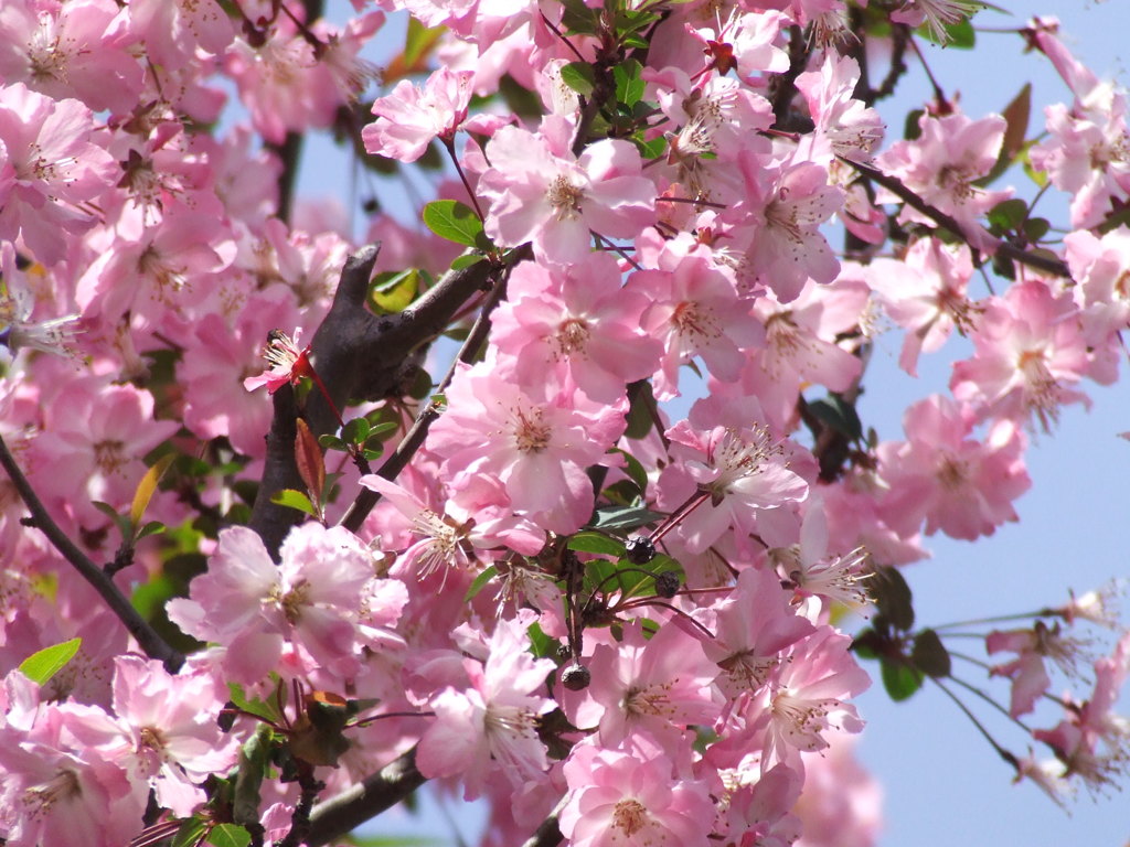 花海棠