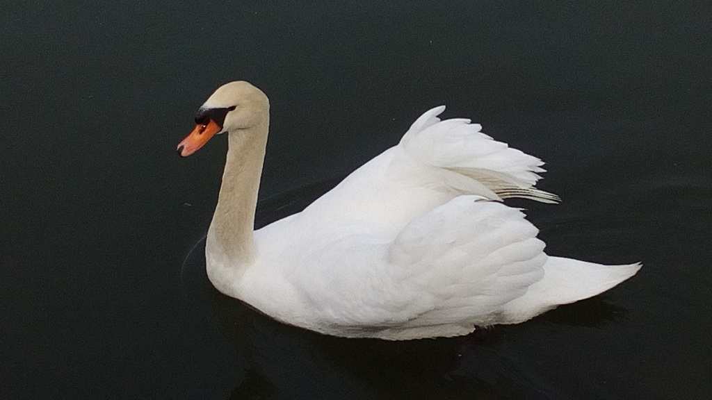 水辺の白鳥