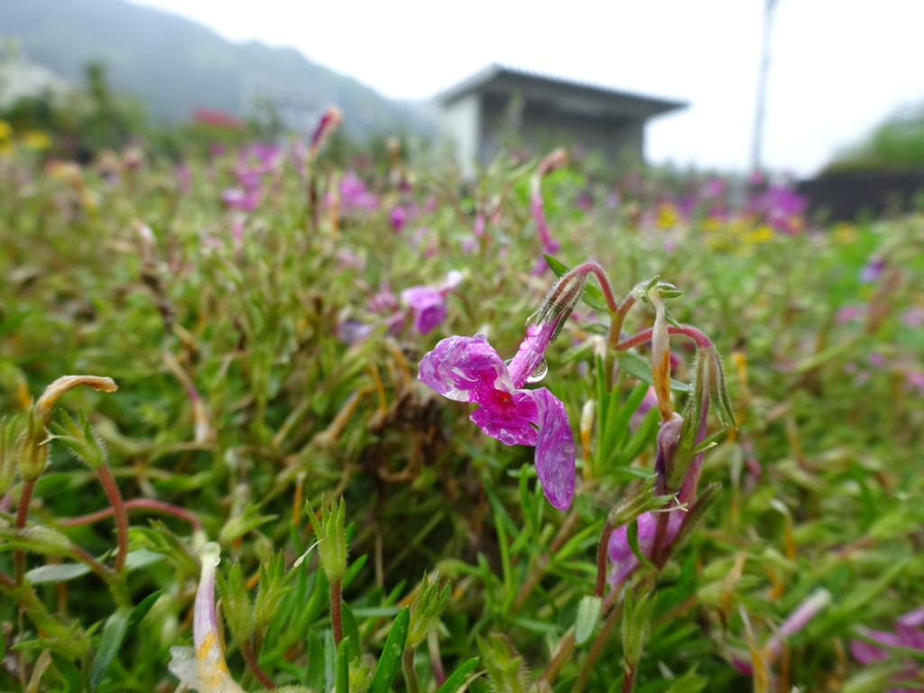 雨水滴る枯れ花