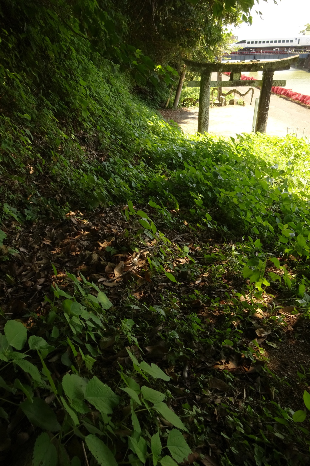 鳥居の向こうには・・・
