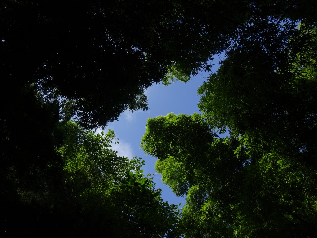 竹林に囲まれて