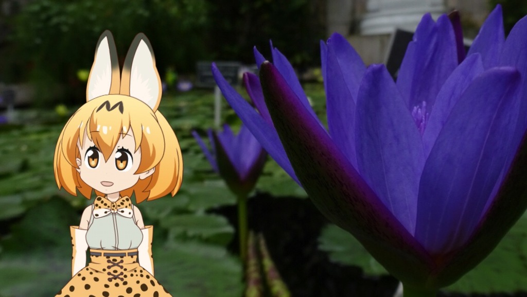 けものフレンズ×のんほいパーク