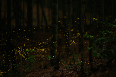 緑地・竹林のヒメボタル（姫蛍、Luciola parvula）