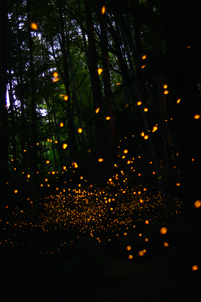 緑地・林道のヒメボタル（姫蛍、Luciola parvula）
