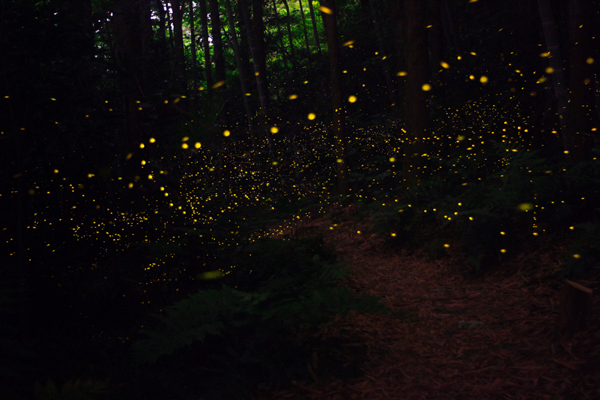 緑地・林道のヒメボタル（姫蛍、Luciola parvula）