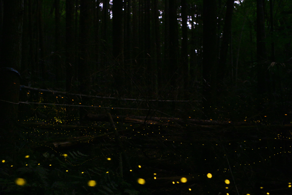 緑地・杉林のヒメボタル（姫蛍、Luciola parvula）