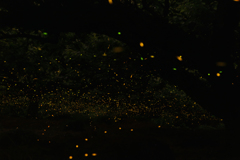 緑地・梅林のヒメボタル（姫蛍、Luciola parvula）