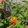 Swallowtail butterfly