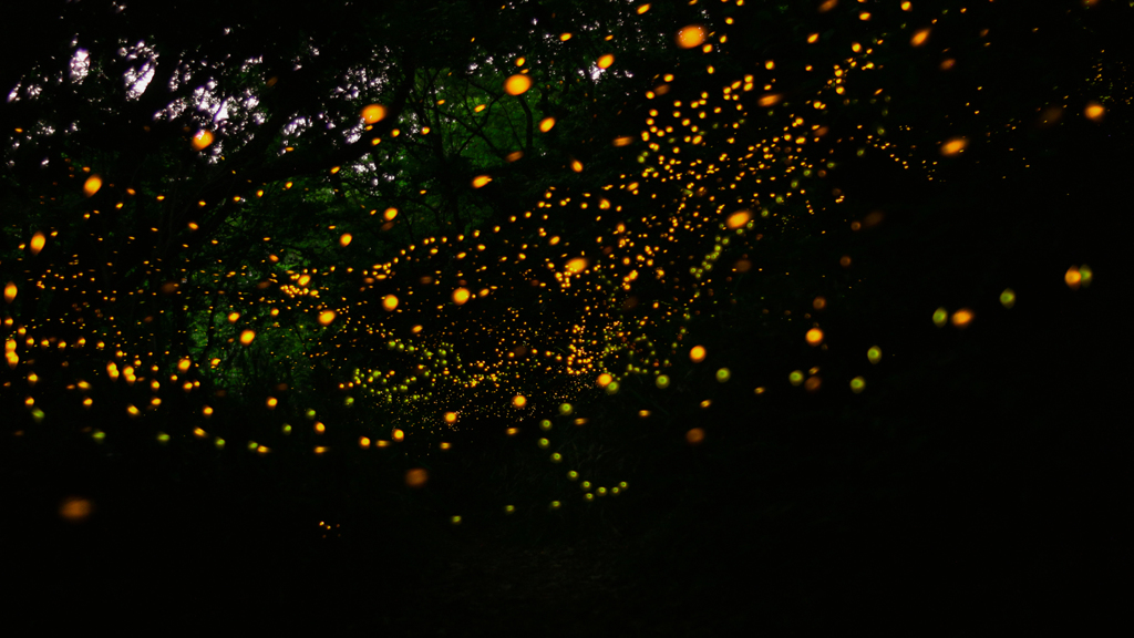 緑地・林道のヒメボタル（姫蛍、Luciola parvula）