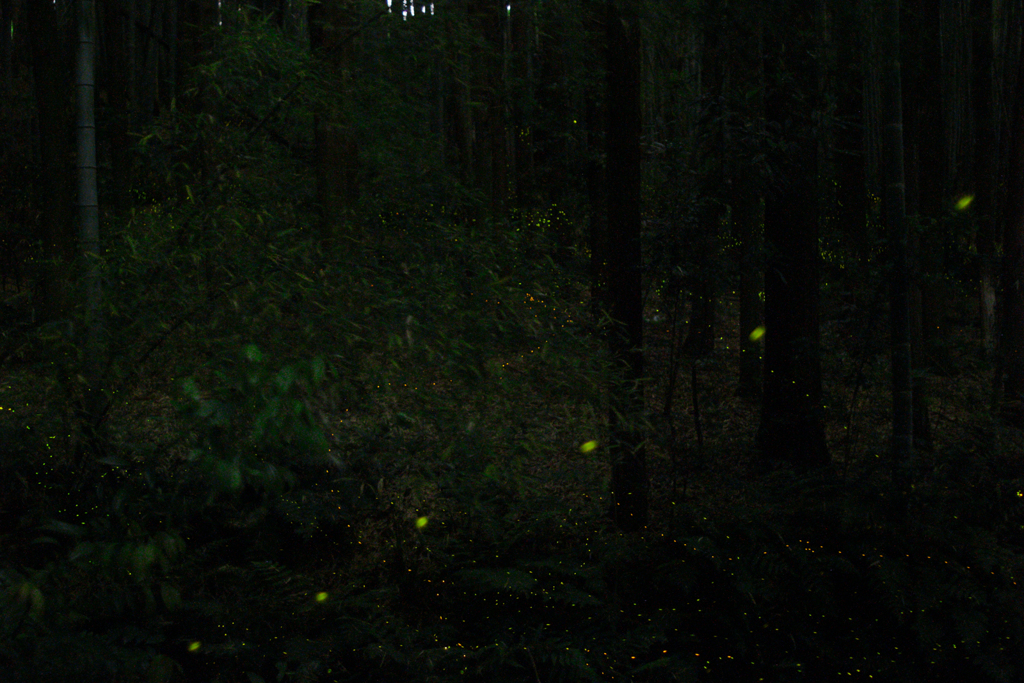 緑地・杉林のヒメボタル（姫蛍、Luciola parvula）