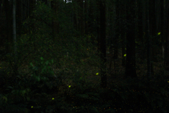 緑地・杉林のヒメボタル（姫蛍、Luciola parvula）