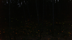 緑地・竹林のヒメボタル（姫蛍、Luciola parvula）