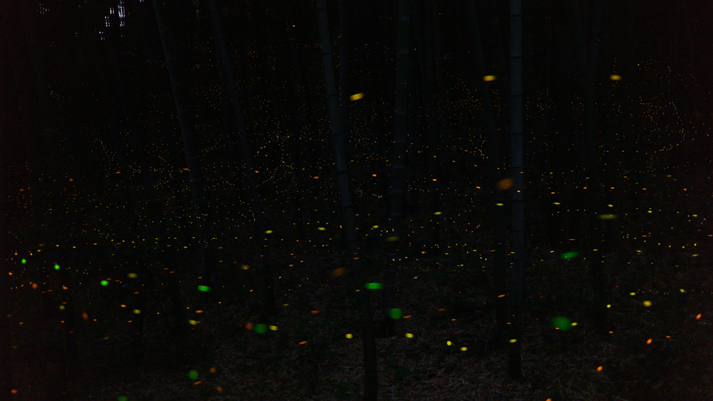 緑地・竹林のヒメボタル（姫蛍、Luciola parvula）