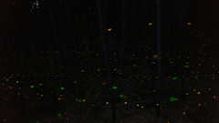 緑地・竹林のヒメボタル（姫蛍、Luciola parvula）