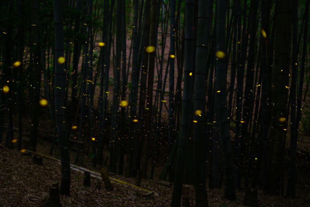 緑地・竹林のヒメボタル（姫蛍、Luciola parvula）