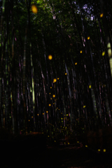 竹林のヒメボタル