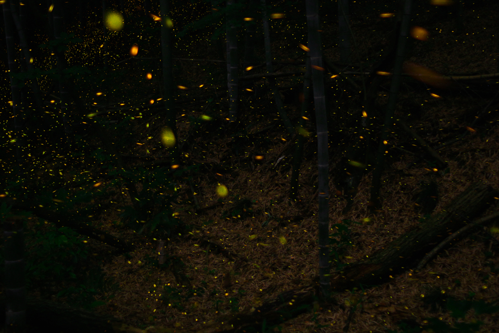 緑地・竹林のヒメボタル（姫蛍、Luciola parvula）
