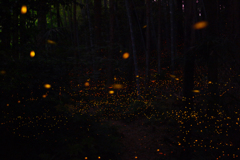 緑地・林道のヒメボタル（姫蛍、Luciola parvula）