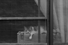 Cat at the windowside