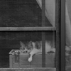 Cat at the windowside