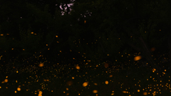緑地・梅林のヒメボタル（姫蛍、Luciola parvula）