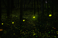 緑地・杉林のヒメボタル（姫蛍、Luciola parvula）