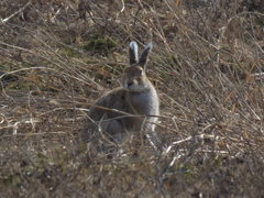 エゾユキウサギ