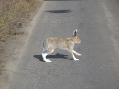 道路を渡るエゾユキウサギ