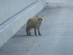 ちゃんと両耳あるよ