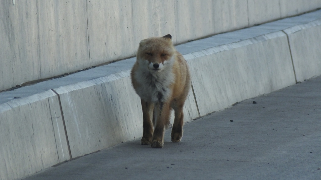 うさぎの天敵