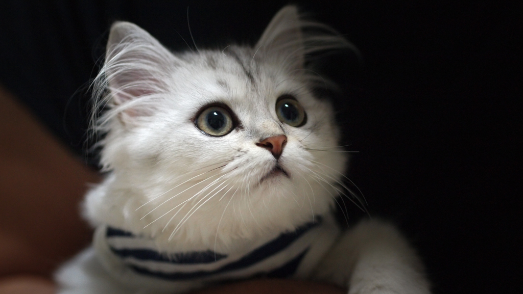 ねこ