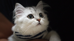 ねこ