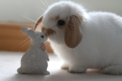 うさぎ