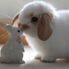 うさぎ