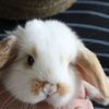 うさぎ