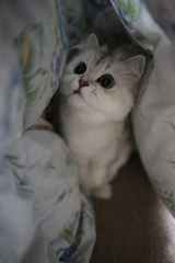 ねこ