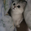 ねこ