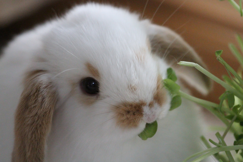 うさぎ