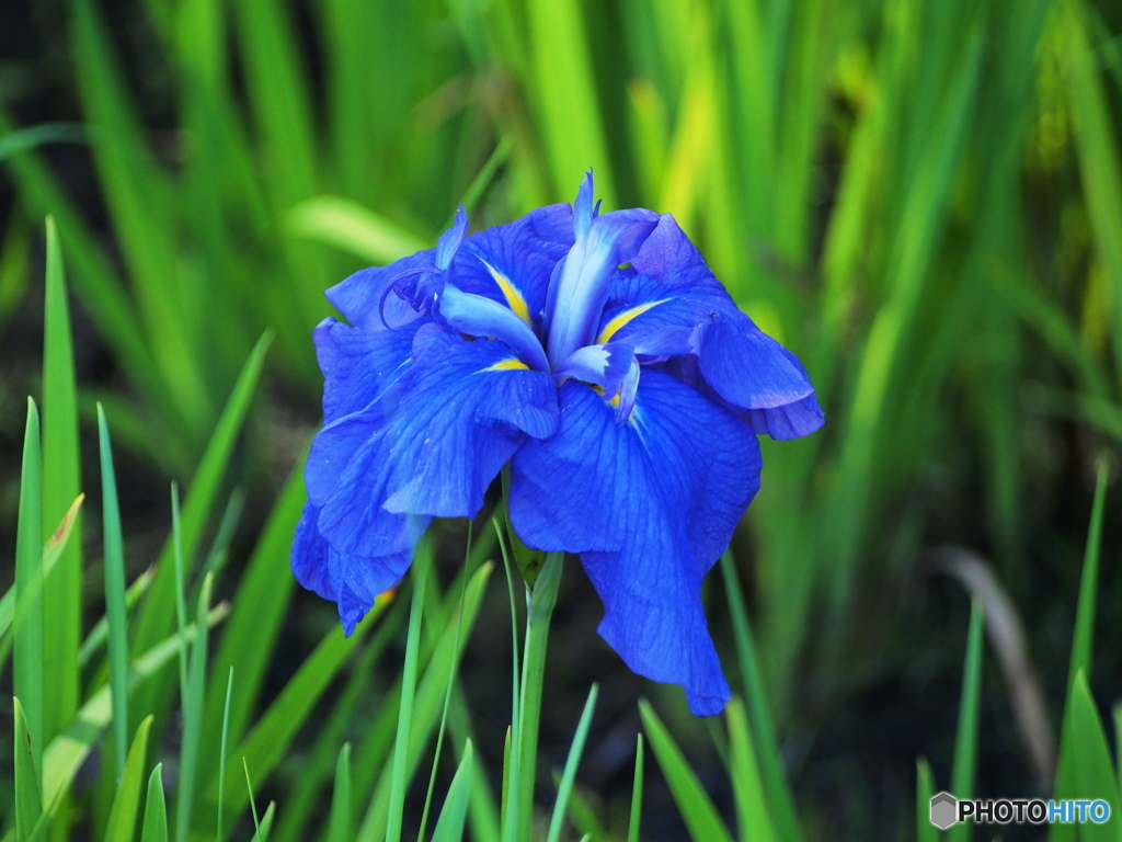 菖蒲　（古希の色）