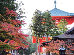 高野山、根本大塔と紅葉