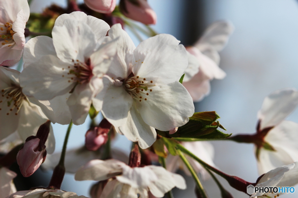 桜、満開でした（２）