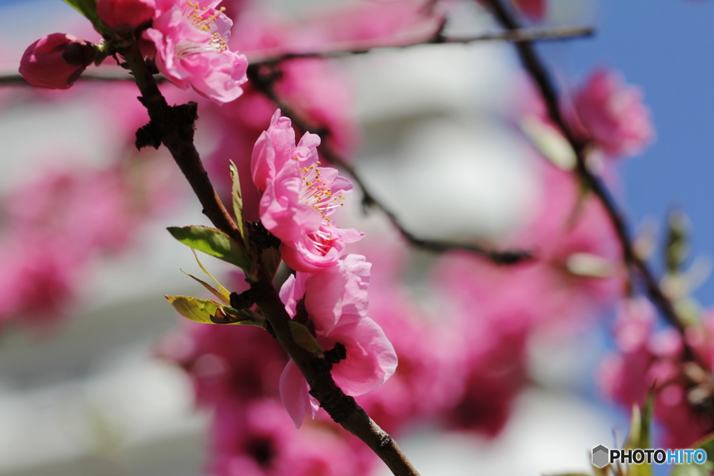 花桃かな?