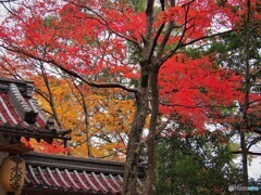 思い出の永源寺　１