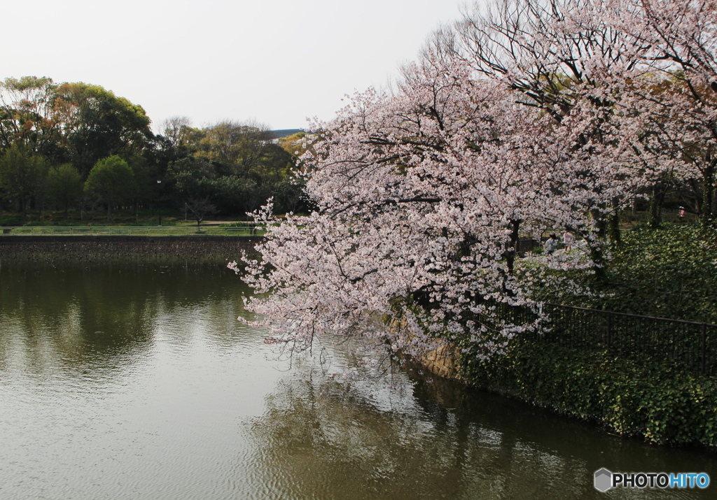 桜、満開でした。