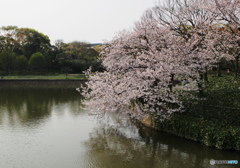 桜、満開でした。